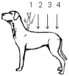 Bayvantic Vet. hund 1,5 til 4 kg. 4x0,4ml